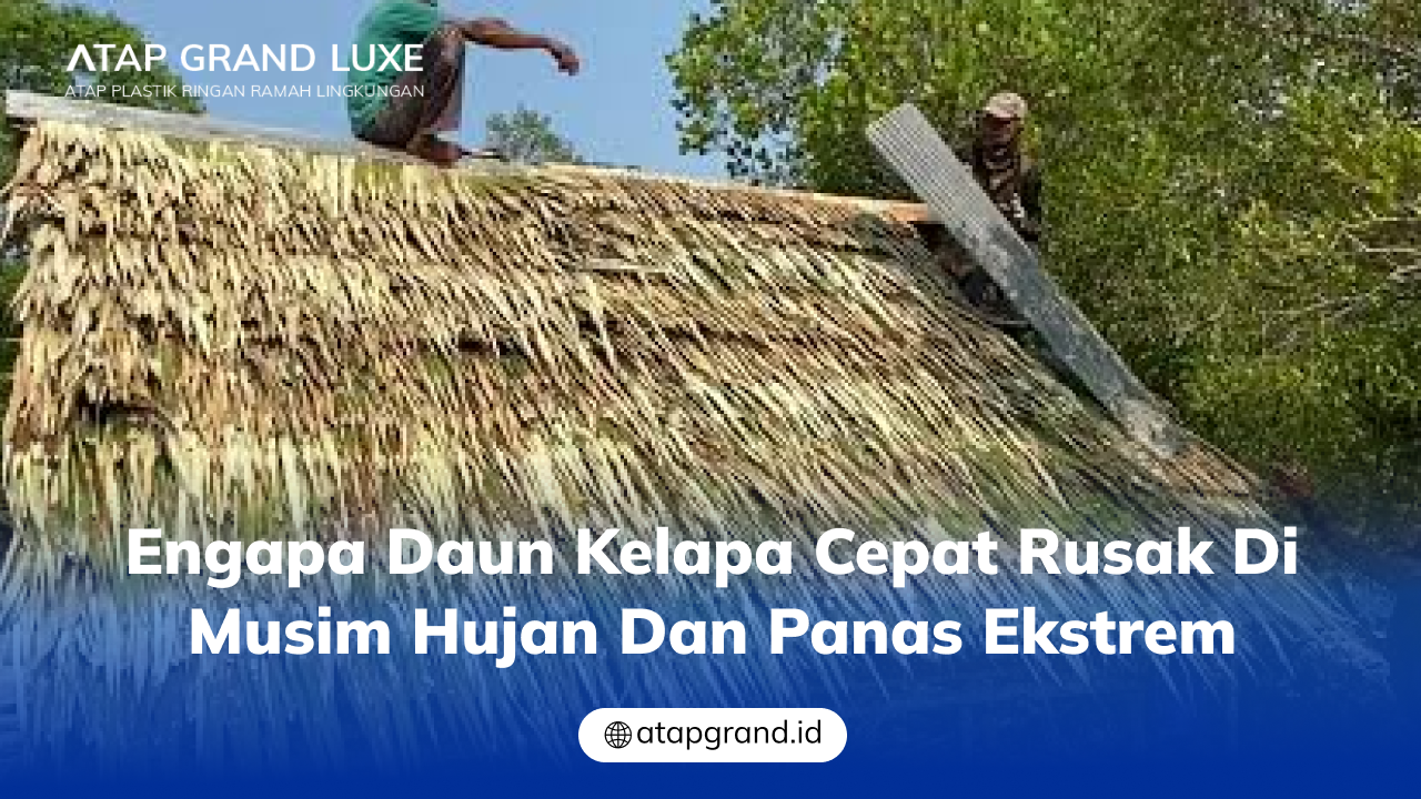 03 engapa Daun Kelapa Cepat Rusak di Musim Hujan dan Panas Ekstrem