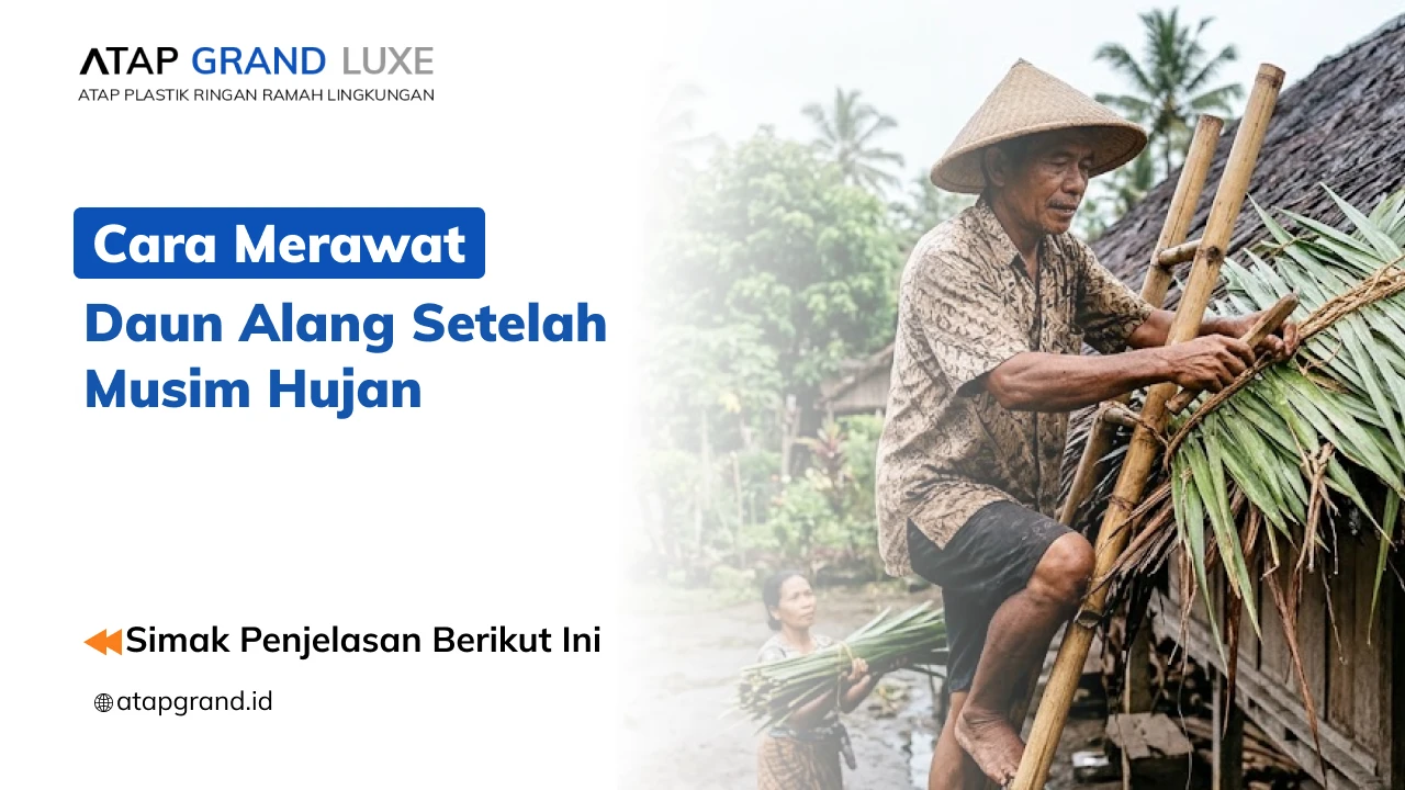 Cara Merawat Daun Alang Setelah Musim Hujan Cara Merawat Daun Alang Setelah Musim Hujan